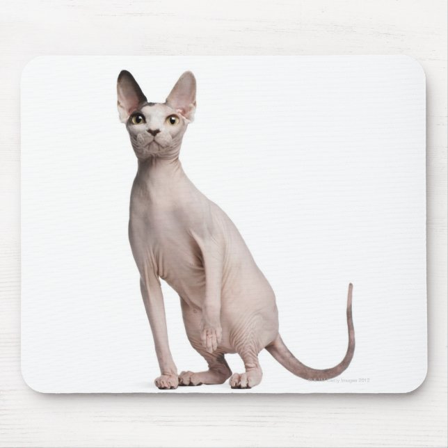 Sphynx (13 månader gammal) musmatta (Framsidan)