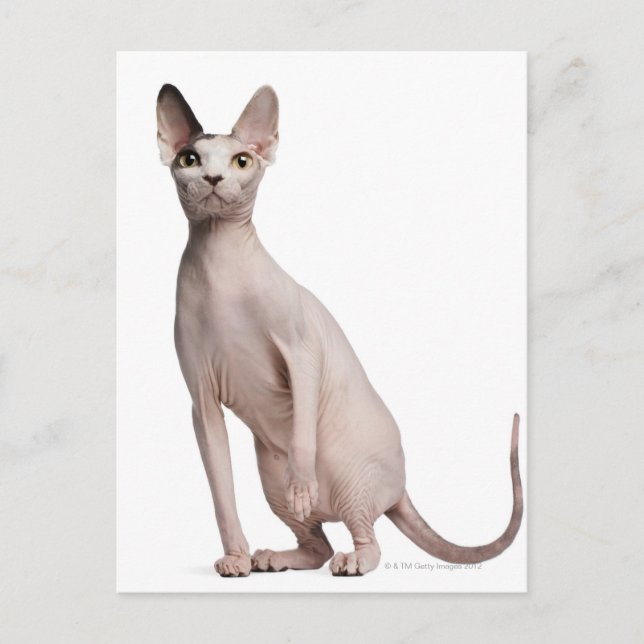 Sphynx (13 månader gammal) vykort (Framsida)