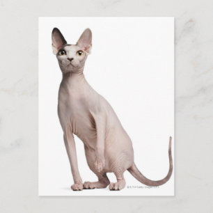 Sphynx (13 månader gammal) vykort