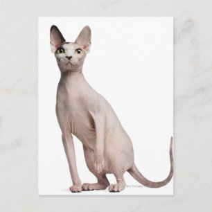 Sphynx (13 månader gammal) vykort