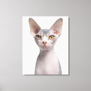Sphynx (7 gammala månader) canvastryck