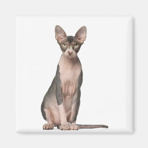 Sphynx (7 gammala månader) sitta magnet