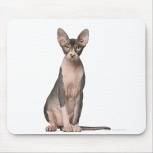 Sphynx (7 gammala månader) sitta musmatta