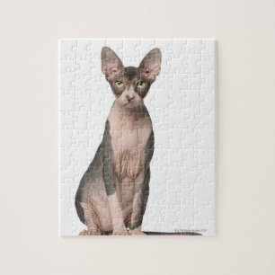 Sphynx (7 gammala månader) sitta pussel