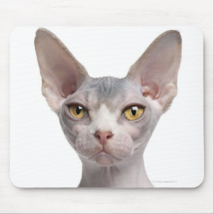 Sphynx (7 månader gammal) musmatta