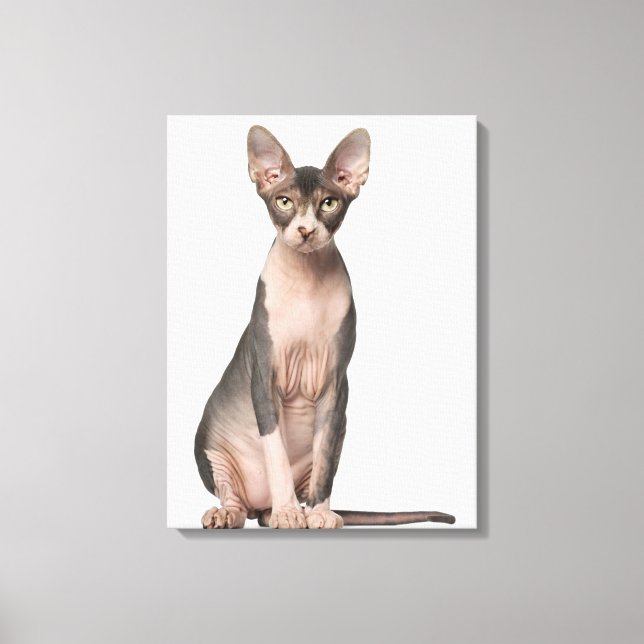 Sphynx (7 månader gammal) sitta canvastryck (Framsida)