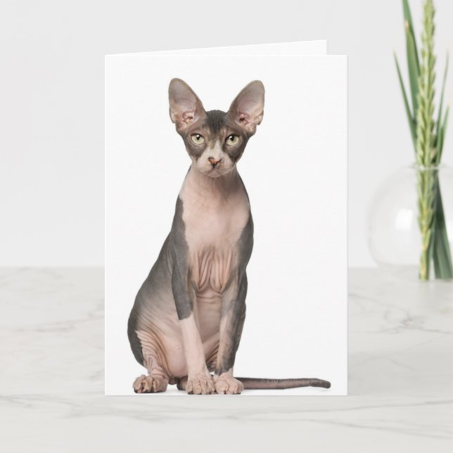 Sphynx (7 månader gammal) sitta kort (Framsida)