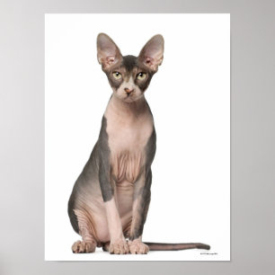 Sphynx (7 månader gammal) sitta poster