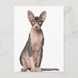 Sphynx (7 månader gammal) sitta vykort