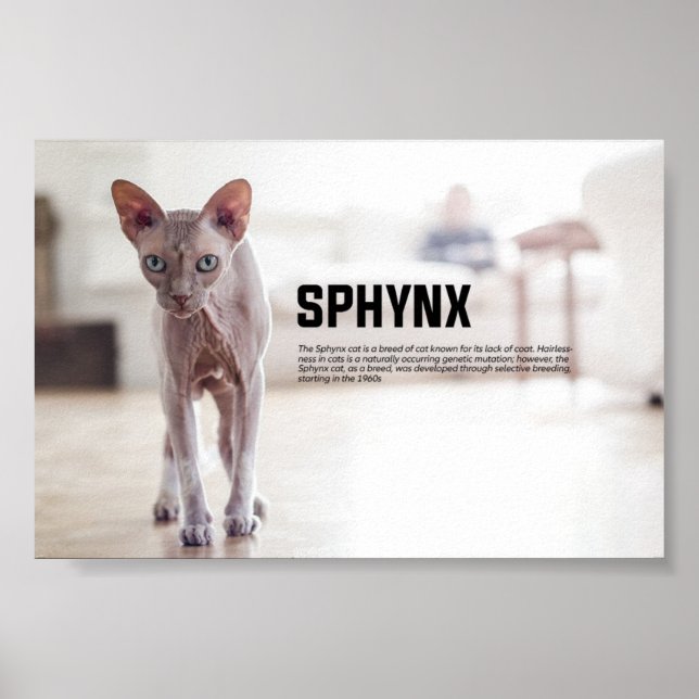 Sphynx Cat Breed Poster (Framsidan)
