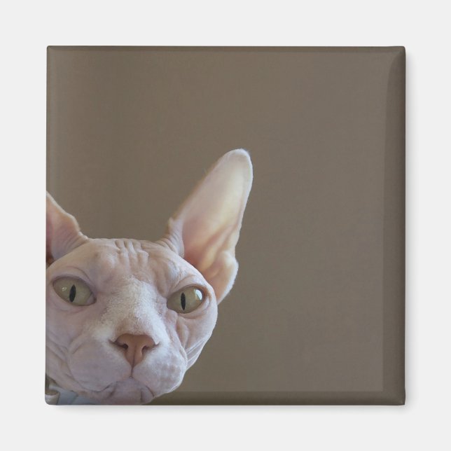 Sphynx Cat Magnet (Framsidan)