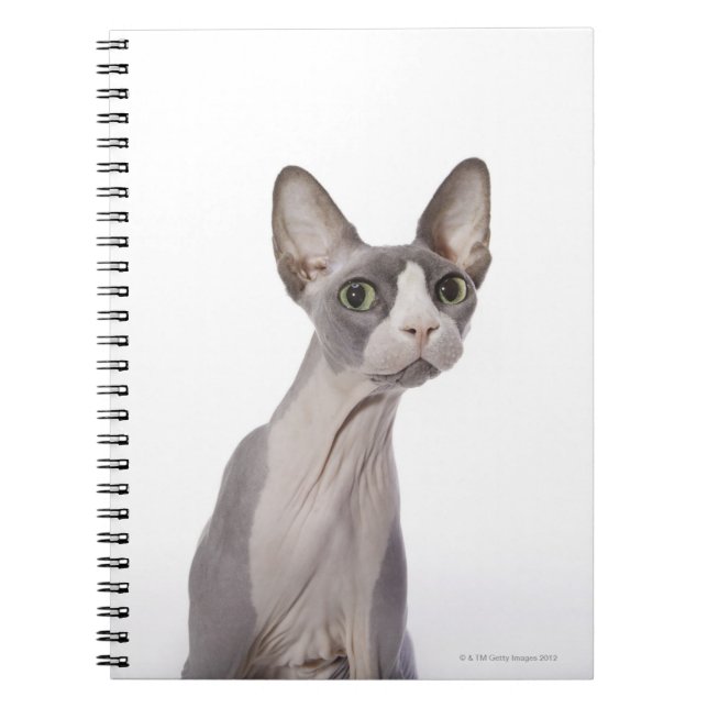Sphynx Cat med överraskat uttryck Anteckningsbok (Framsidan)