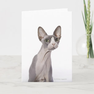 Sphynx Cat med överraskat uttryck Kort