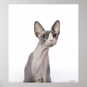 Sphynx Cat med överraskat uttryck Poster