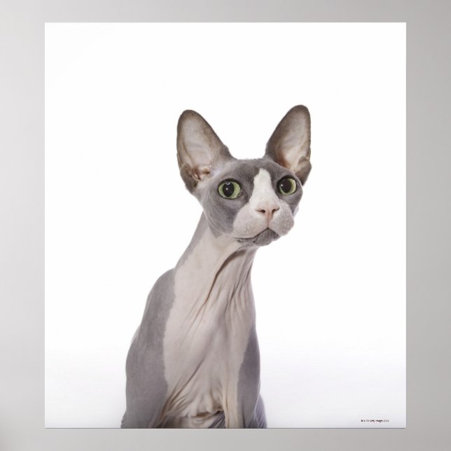 Sphynx Cat med överraskat uttryck Poster (Framsidan)