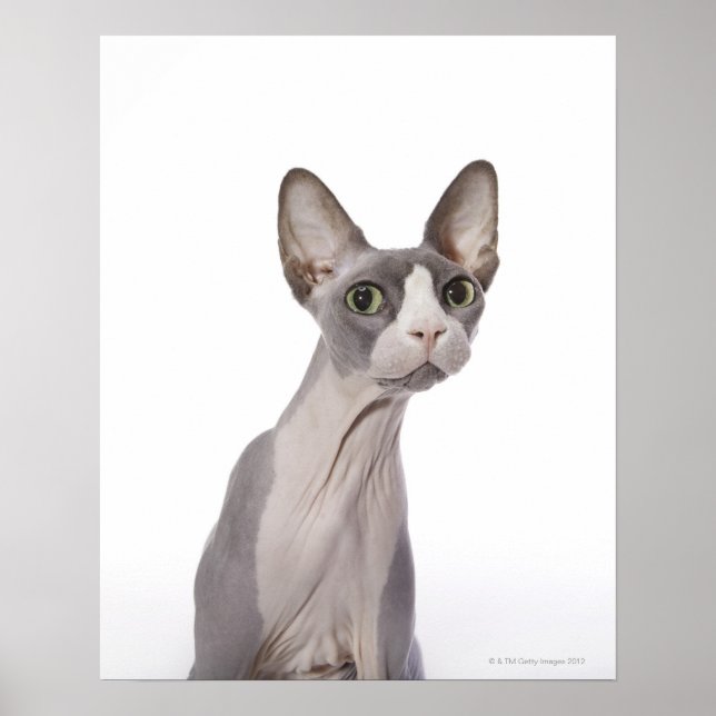 Sphynx Cat med överraskat uttryck Poster (Framsidan)