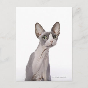 Sphynx Cat med överraskat uttryck Vykort