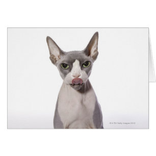 Sphynx Cat med tunga ut Hälsningskort