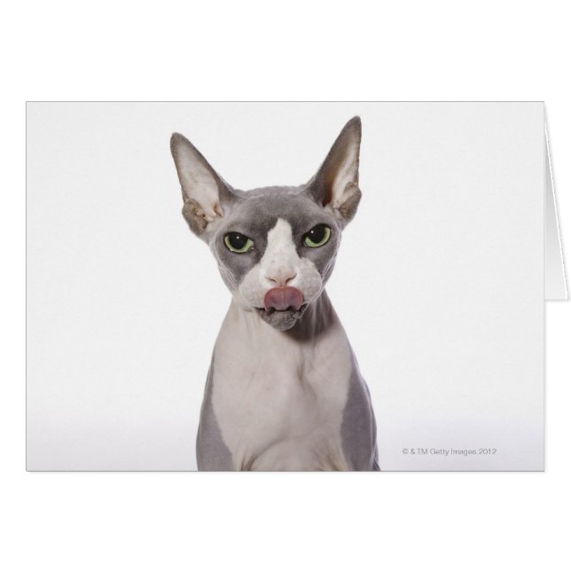 Sphynx Cat med tunga ut Hälsningskort (Framsidan Horizontal)