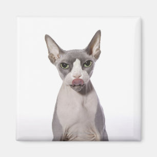 Sphynx Cat med tunga ut Magnet