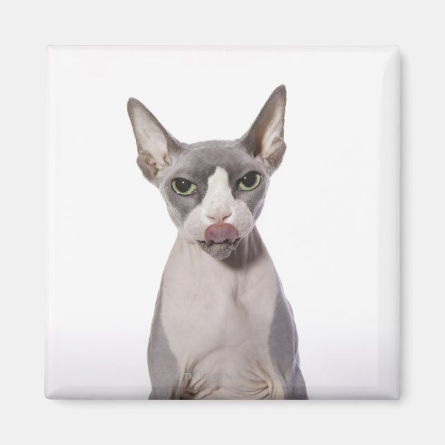 Sphynx Cat med tunga ut Magnet (Framsidan)
