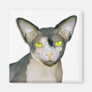 Sphynx Cat Ninja White Square Magnet