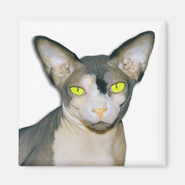 Sphynx Cat Ninja White Square Magnet (Framsidan)