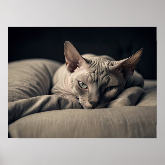 Sphynx Cat Poster (Framsidan)