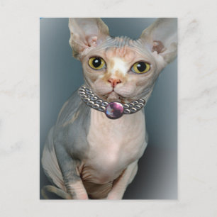 Sphynx Cat-vykort Vykort