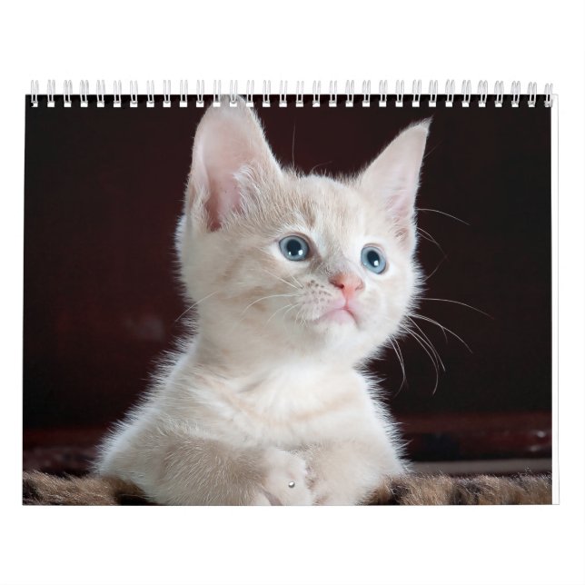 sphynx Cute Cat Kalender (Omslag)
