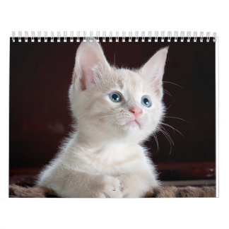 sphynx Cute Cat Kalender