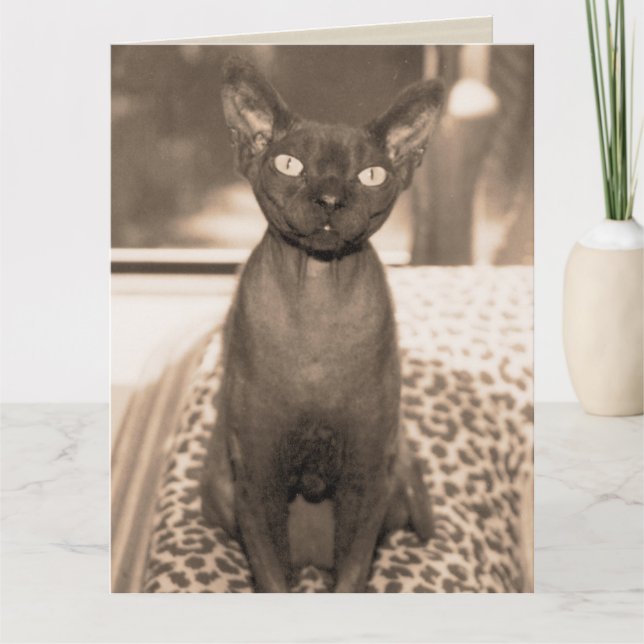 Sphynx Devon Rex Cat Large Sepia-fotografi Kort (Framsida)