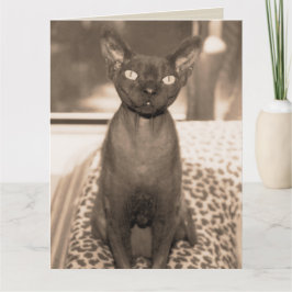Sphynx Devon Rex Cat Large Sepia-fotografi Kort