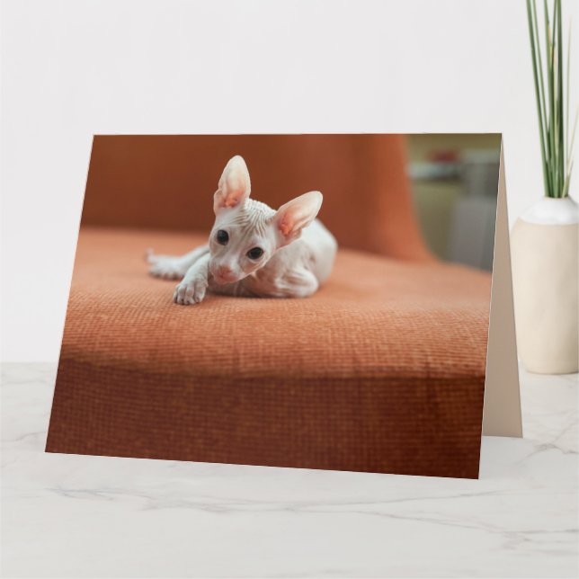 SPHYNX HAIRLESS CAT BIRTHDAY GREETDS CARDS KORT (Framsida)