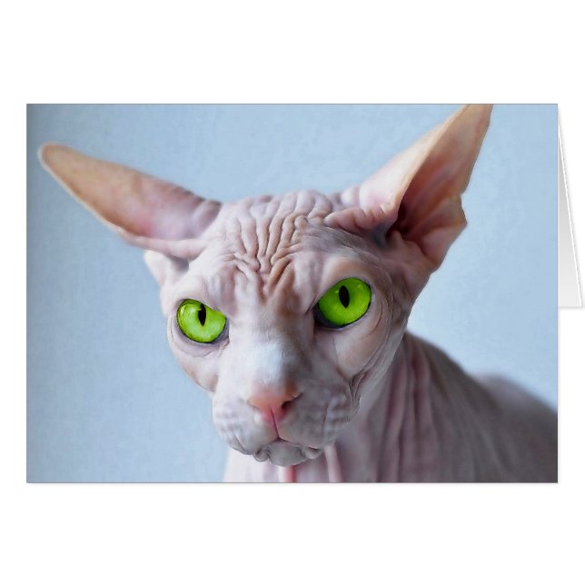 SPHYNX HÄLSNINGSKORT (Framsidan Horizontal)