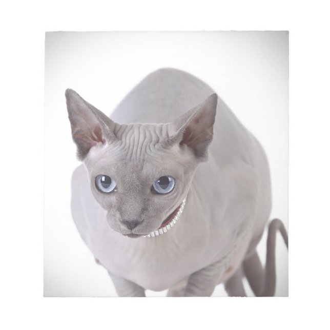 Sphynx katt anteckningsblock (Framsida)