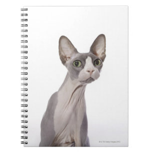 Sphynx katt med förvånadt uttryck anteckningsbok