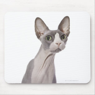 Sphynx katt med förvånadt uttryck musmatta