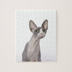 Sphynx katt med förvånadt uttryck pussel