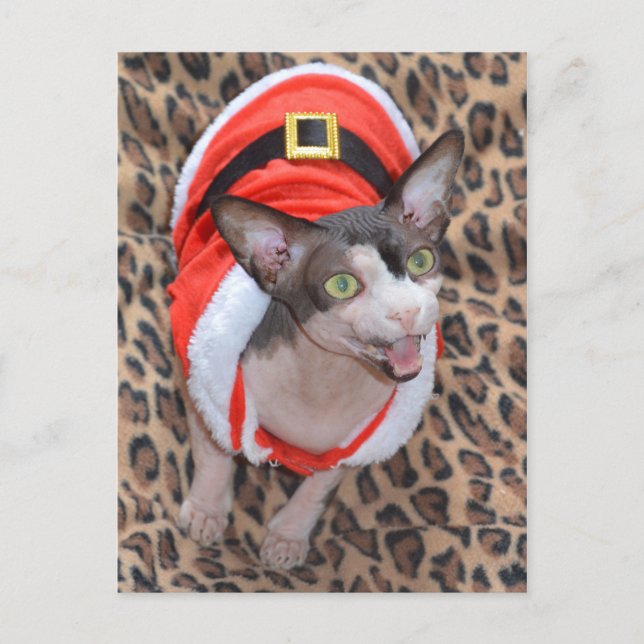 Sphynx kattNinja Santa jul Helg Vykort (Framsida)