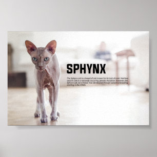 Sphynx kattras poster