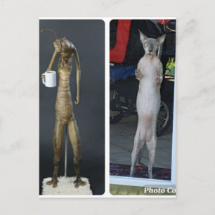 Sphynx Silly - Gibs jämfört med MiB alien vykort