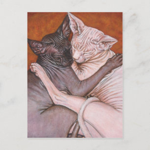 Sphynx Sphinx Cat Cats Nap Time Vykort