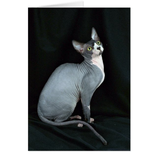 Sphynx, svart och vitt hälsningskort (Framsidan)