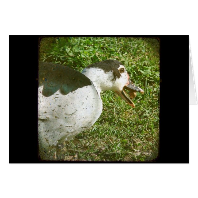 Spice Eats an Acorn Hälsningskort (Framsidan Horizontal)