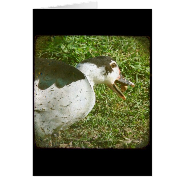 Spice Eats an Acorn Hälsningskort (Framsidan)