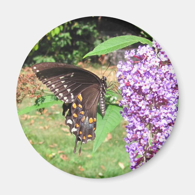 Spicebush butterfly ~ magnet (Framsidan)
