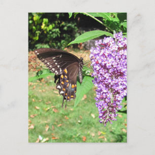 Spicebush butterfly ~ vycard vykort