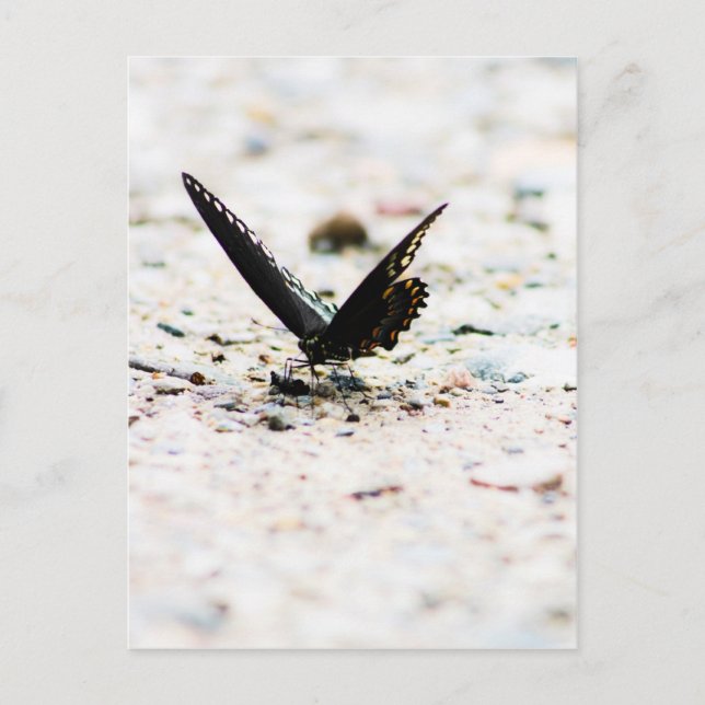 Spicebush butterfly-vykort vykort (Framsida)