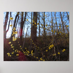 Spicebush Flowers i Vår Poster